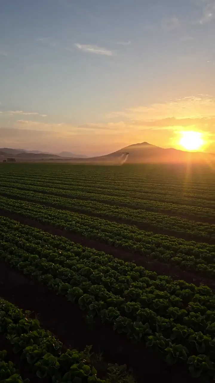 Casos reales de tratamientos con dron 1 Pulverización agrícola con dron sobre cultivo de lechuga
