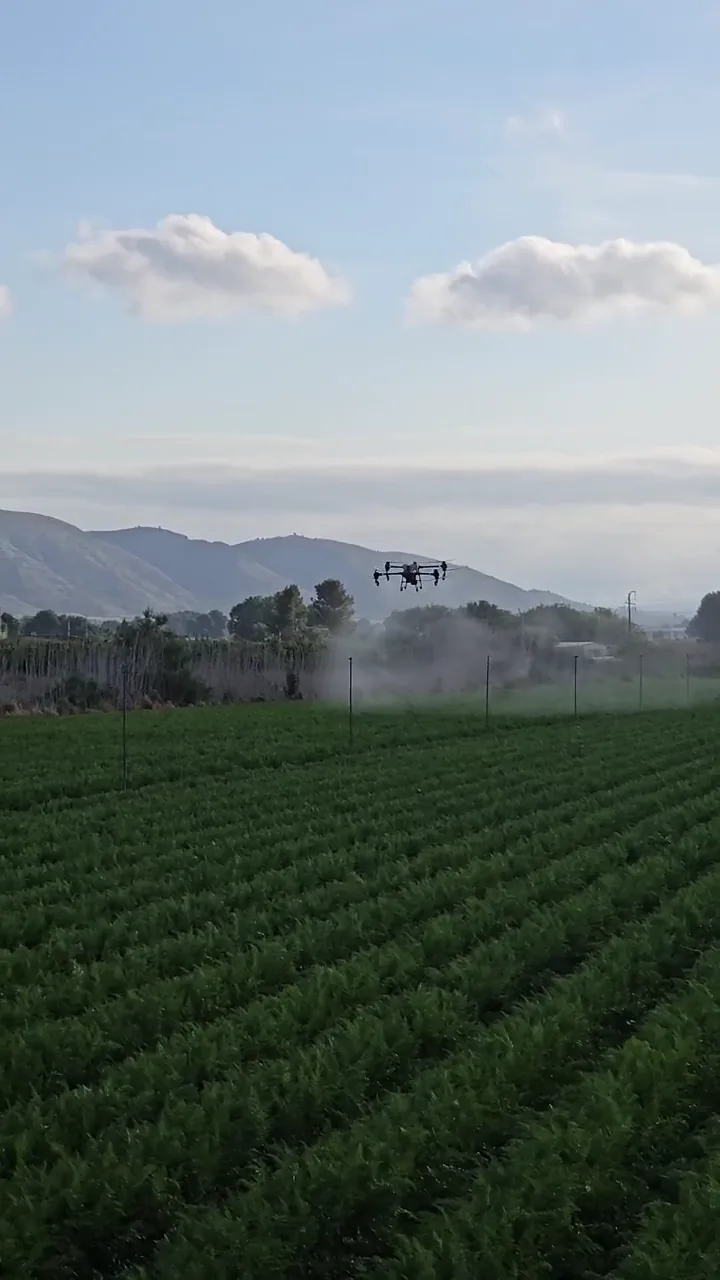 Casos reales de tratamientos con dron 4 Pulverización agrícola con dron sobre cultivo de zanahoria